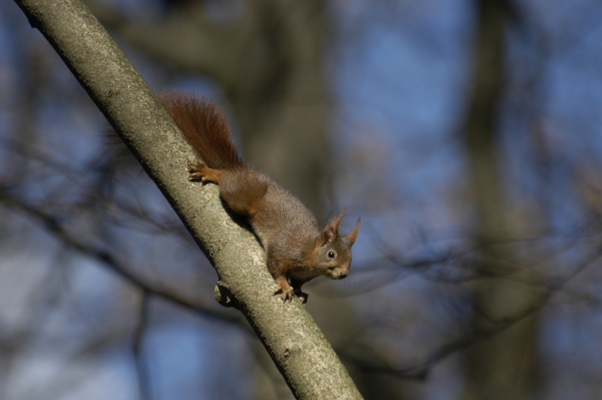 Nature/Mammiferes/DSC_5627.jpg